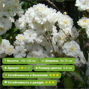 {{photo.Alt || photo.Description || 'Роза мускусный гибрид Таскандрия (Taxandria) | Martin Vissers Бельгия, 2009'}}