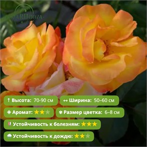 {{photo.Alt || photo.Description || 'Роза флорибунда Брайт Смайлз (Bright Smiles) | Kordes, Германия, 2021'}}