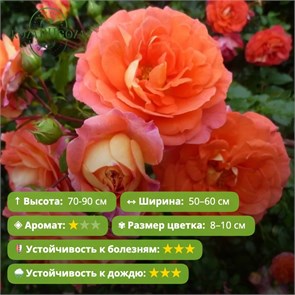 {{photo.Alt || photo.Description || 'Роза флорибунда Братья Гримм (Gebruder Grimm) | Kordes Германия, 2002'}}