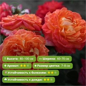 {{photo.Alt || photo.Description || 'Роза флорибунда Валери де Монгольфье (Valerie de Montgolfier) | Guillot Франция, 2011'}}
