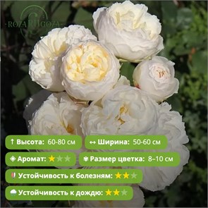 {{photo.Alt || photo.Description || 'Роза флорибунда Леди Романтика (Lady Romantica) | Meilland International Франция, 2010'}}