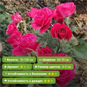 {{photo.Alt || photo.Description || 'Роза спрей Грасиелла (Grasiella)'}}