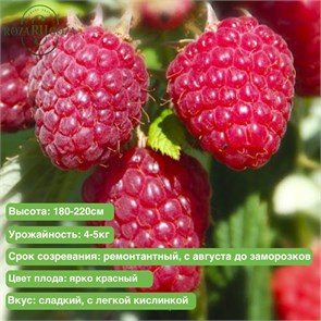 Малина Химбо Топ (Himbo Top) 29842