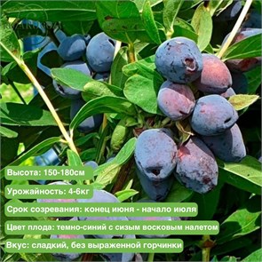 Жимолость Блю Треже (Blue Treasure) 29843