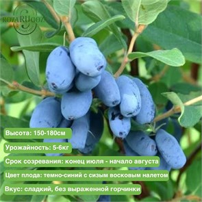 Жимолость Бореал Бист (Boreal Beast) 29844