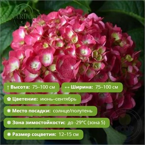 Гортензия крупнолистная Эндлесс Саммер Лав (Endless Summer Love) 29853