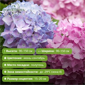 Гортензия крупнолистная Эндлесс Саммер Ориджинал (Endless Summer The Original) 29854