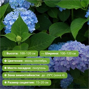 Гортензия крупнолистная Эндлесс Саммер Блумстар (Endless Summer Bloomstar) 29855