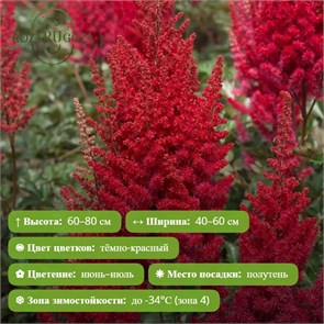 Астильба Ред Сентинел японская (Astilbe Red Sentinal) 29872