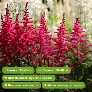 Астильба гибридная Юник Кармин (Astilbe hybrid Younique Carmine) 29874