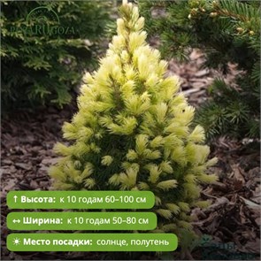 Ель канадская Дейзи Вайт (Daisy’s White) 29899