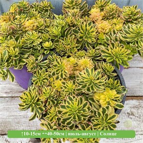 Очиток Миддендорфа Вариегата (Variegata) 29904