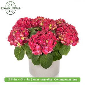 Гортензия крупнолистная Хай Вулкано (Hi Vulcano) 29902