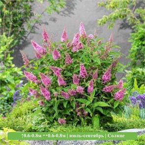 Будлея Давида Батерфляй Кэнди Литл Пинк (Butterfly Candy Little Pink) 29903