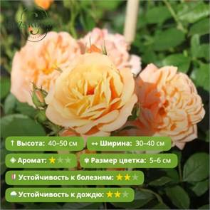 Роза бордюрная Клементина (Clementine) | Tantau, 1997 Alex26-14