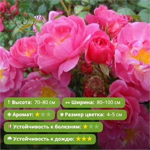 {{photo.Alt || photo.Description || 'Роза почвопокровная Фуксия Мейяндекор (Fuchsia Meillandecor) | Meilland Франция, 1994'}}