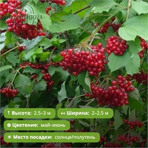 Калина Шукшинская VV26-7