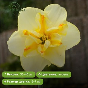 Нарцисс Донаупарк (Donaupark) 29926