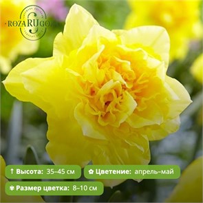 Нарцисс Дик Вилден (Dick Wilden) 29927