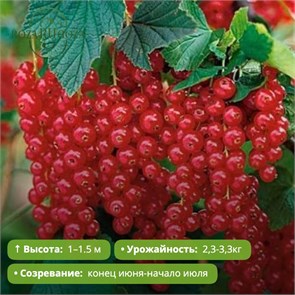 Смородина красная Ранняя сладкая PR26-42