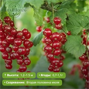 Смородина красная Константиновская (2 категория) PR26-41