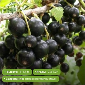 Смородина черная Пигмей PR26-40