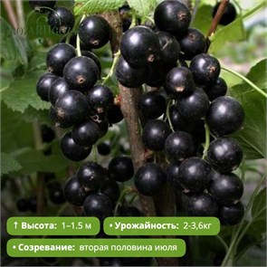 Смородина черная Бинар PR26-39