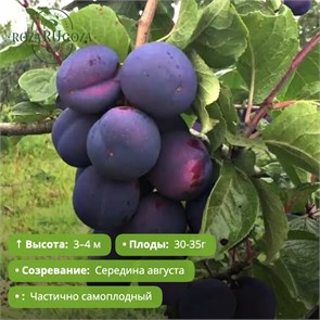 Слива Ночка PR26-34