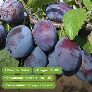 Слива Ника PR26-33