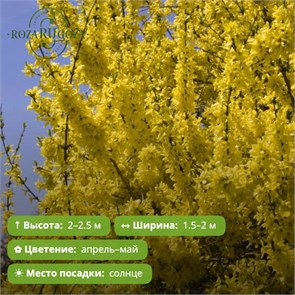 Форзиция Норзерн Голд (Northern Gold) 29977