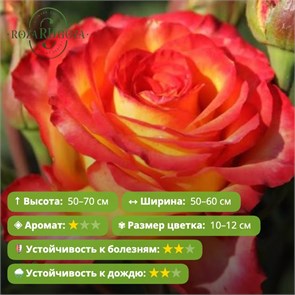 {{photo.Alt || photo.Description || 'Роза чайно-гибридная Высшее общество (High Society) | Interplant HT Нидерланды, 2005'}}