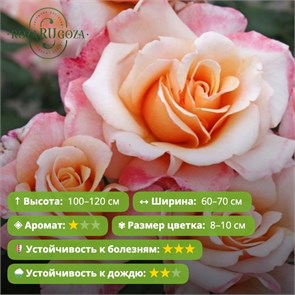 Роза чайно-гибридная О Хеппи Дэй (Oh Happy Day) | W. Kordes' Sohne Германия, 2015 FS26-75