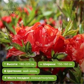 Азалия Паркфейер (Parkfeuer) OX26-5