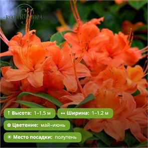 Азалия Спекс Оранж (Spek's Orange) OX26-6