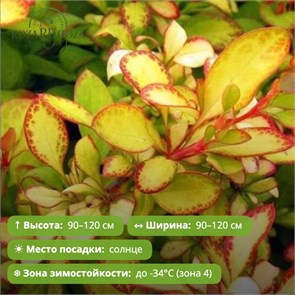 Барбарис Тунберга Лимончелло (Limoncello) 7-15см GO26-1