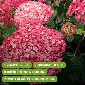 Гортензия древовидная Донкер Роуз Аннабель (Donker Rose Annabelle) (7-20см) GO26-3