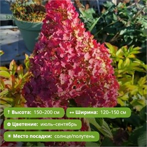 Гортензия метельчатая Би Джей (BJ) (20-40см) GO26-4