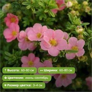 Лапчатка кустарниковая Лавли Пинк (Lovely Pink) (10-20см) GO26-10