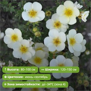 Лапчатка кустарниковая Маунт Эверест (Mount Everest) (10-20см) GO26-11