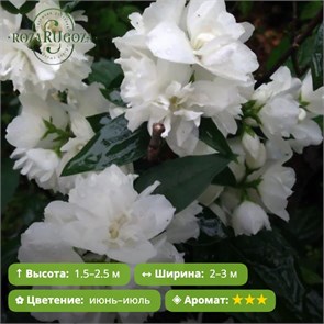 Чубушник венечный Сноу Гуз (Snow Goose) GO26-25