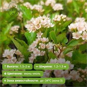 Пузыреплодник калинолистный Литл Грини (Little Greeny) (10-20см) GO26-15