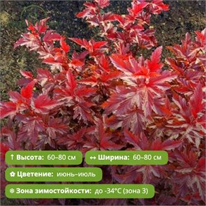 Пузыреплодник калинолистный Литл Энжел (Littele Angel) (10-20см) GO26-16