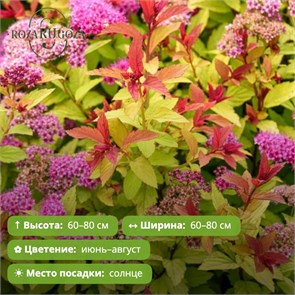 Спирея японская Хуберт Голд (Hubert Gold) (10-20см) GO26-24