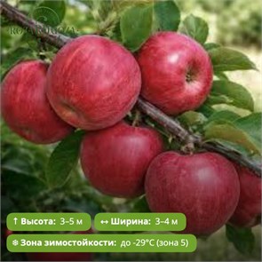 Яблоня Блуди Плугман (Bloody Ploughman) (90-150см) GO26-27