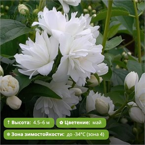 {{photo.Alt || photo.Description || 'Чубушник Комсомолец (Komsomolets)'}}