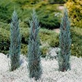 Можжевельник скальный Блю Эрроу (Blue Arrow) RR1123-11 - фото 17553