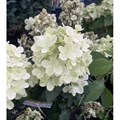 Гортензия метельчатая PAN- Seria Панфлора ( Panflora) 27.08.23-1