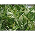 Туевик долотовидный Вариегата (Variegata) G_3980