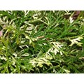 Туевик долотовидный Вариегата (Variegata) G_3980