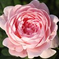 Роза английская Квин оф Свиден (Queen of Sweden) | Austin, 2004| парковая FS0923-6/Kors0923-66